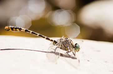 European-Mediterranean dragonfly with natural light in a sunny day.