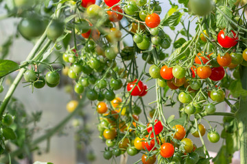A bunch of organic ripe and unripe cherry tomato in a greenhouse. Homegrown, gardening and agriculture consept. Natural, environmental background.