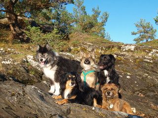 Landschaft Hund Norwegen Mischlinge Borderterrier Husky