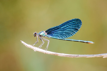 European-Mediterranean dragonfly with natural light in a sunny day.