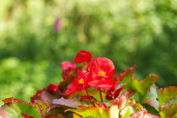 red begonia flowering