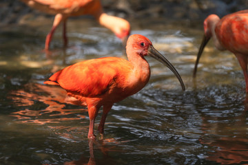 Scarlet Ibis or Eudocimus ruber red bird of the Threskiornithidae family