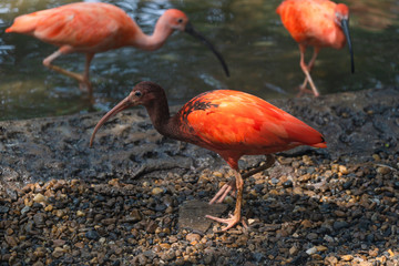 Scarlet Ibis or Eudocimus ruber red bird of the Threskiornithidae family