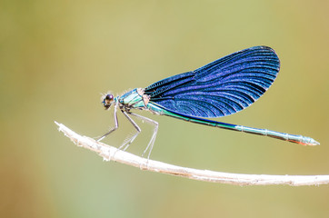 European-Mediterranean dragonfly with natural light in a sunny day.