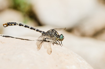 European-Mediterranean dragonfly with natural light in a sunny day.