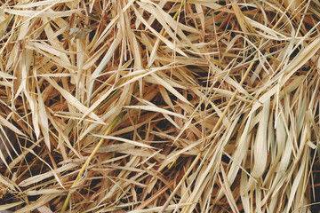 pile of dry autumn bamboo leaf