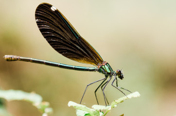 Brown and green dragonfly.