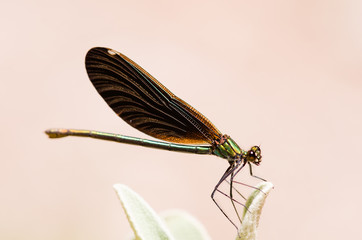 Brown and green small dragonfly.