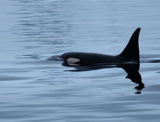 Obraz premium Close encounter with a killer whale (Orcinus orca) pod feeding in the icy waters along the Antarctiic Peninsula coast, Antarctica