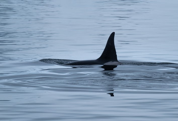 Close encounter with a killer whale  (Orcinus orca) pod feeding in the icy waters along the Antarctiic Peninsula coast, Antarctica