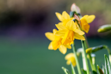 Mini yellow daffodils against green and purple blurred backgro