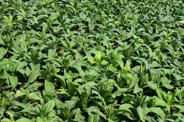 Tobacco Fields