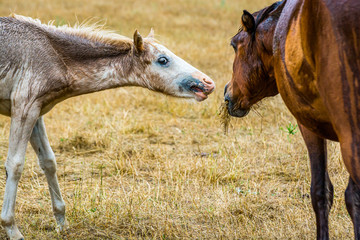 Most ugly foal ever with horse on meadow
