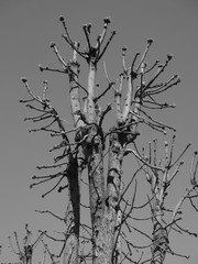 Bare tree branches against the sky