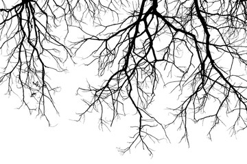 Fototapeta premium branch of tree silhouette on white background