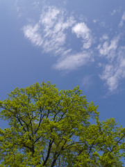 Tree branches with young green foliage against a blue sky