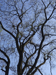 Bare tree branches against the sky