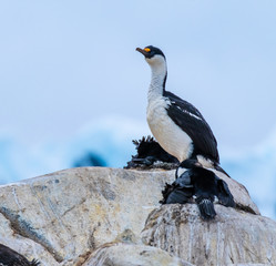 Blue-eyed shag colony, Damoy Point, a headland, entrance point to the harbour of Port Lockroy, Antarctic Peninsula, Antarctica