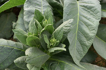 Tobacco Fields