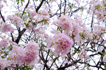 Pink trumpet tree (Tabebuia rosea), The beauty of pink flowers that are blooming in the winter