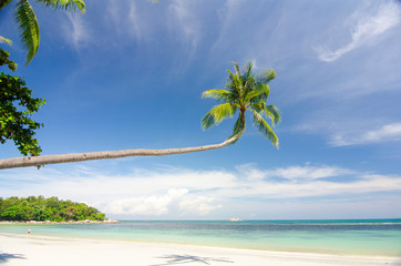 Fototapeta na wymiar landscape palm tree on the beach
