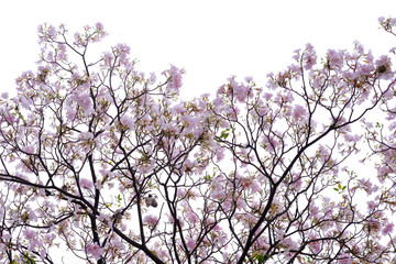 Pink trumpet tree (Tabebuia rosea), The beauty of pink flowers that are blooming in the winter