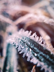 Frost