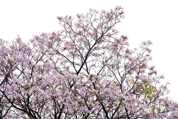 Pink trumpet tree (Tabebuia rosea), The beauty of pink flowers that are blooming in the winter