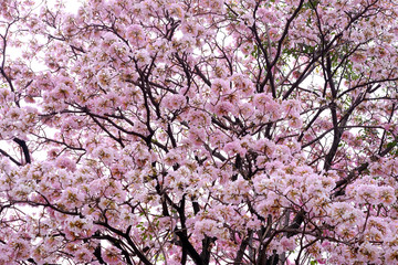 Pink trumpet tree (Tabebuia rosea), The beauty of pink flowers that are blooming in the winter
