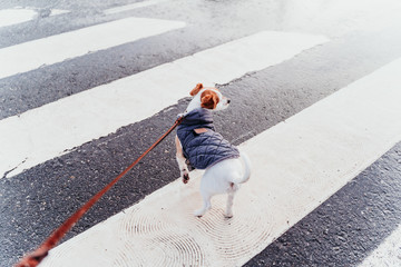 jack russell dog walking by pedestrian crossing. winter season