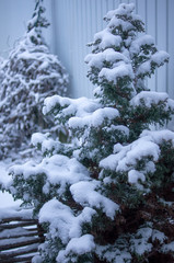 Fir under a thick layer of snow