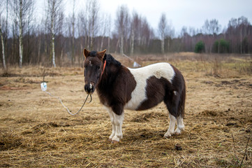 Little pony tied to a pillar 2