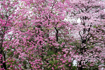 Pink trumpet tree (Tabebuia rosea), The beauty of pink flowers that are blooming in the winter