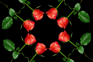 Flower border. Composition from fresh roses.