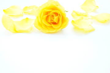 Yellow roses on a white background