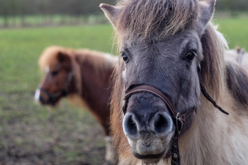 Shetland ponies in muddy field. Close up of grey face wearing br