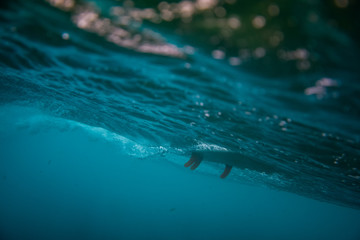 Barrel wave underwater with surfboard. Ocean in underwater