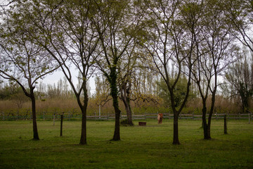 Grazing brown Horse on the green Pasture looking trhrough trees