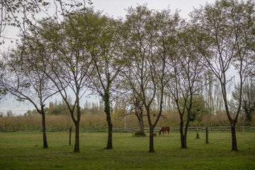 Grazing brown Horse on the green Pasture looking trhrough trees