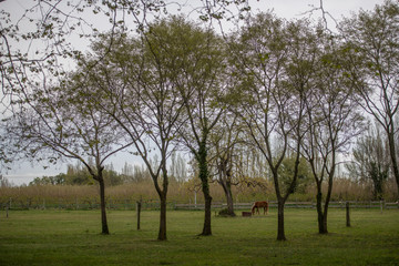 Grazing brown Horse on the green Pasture looking trhrough trees