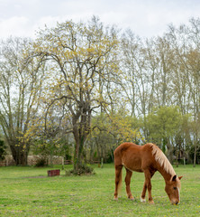 Grazing brown Horse on the green Pasture
