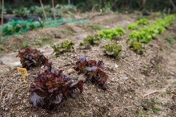 Lettuce plants in an orchard