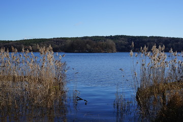 Blick durch Schilf bei Gatow auf Lindwerder in der Havel