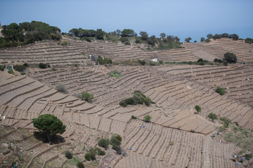 Vineyards near Collioure, Languedoc-Roussillon-Midi-Pyrenees, France