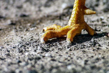 poor chicken with deformed feet