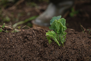 person planting a plant in an orchard