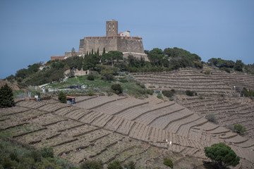 Vineyards near Collioure, Languedoc-Roussillon-Midi-Pyrenees, France