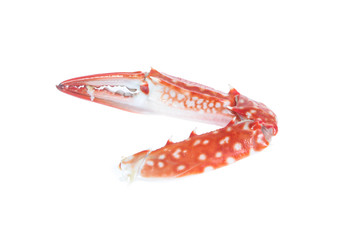 Crab Claw Isolated on White Background