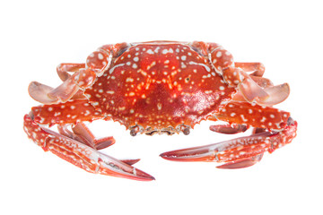 crab isolated on a white background