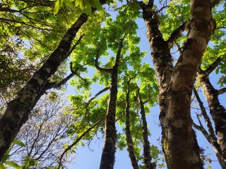 Sunlight passing through branches on the pine forest path in northern Thailand